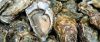 Oysters-2-web